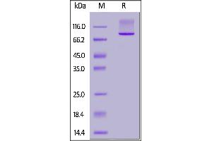 Human Mucin-1 (24-380), Fc Tag on  under reducing (R) condition.