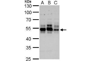 WB Image Tau antibody detects Tau protein by Western blot analysis. (MAPT anticorps)