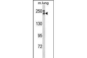 Western blot analysis of COL18A1 Antibody (N-term) (ABIN652798 and ABIN2842523) in mouse lung tissue lysates (35 μg/lane). (COL18A1 anticorps  (N-Term))