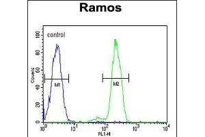 DCP1B Antibody (center) (ABIN653844 and ABIN2843108) flow cytometric analysis of Ramos cells (right histogram) compared to a negative control cell (left histogram). (DCP1B anticorps  (AA 261-290))