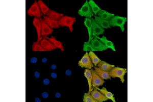 ABIN7095892 and ABIN7099954 staining Hela cells by IF/ICC. (TFPI2 anticorps)