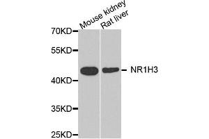 Western blot analysis of extract of mouse kidney and rat liver cells, using NR1H3 antibody.