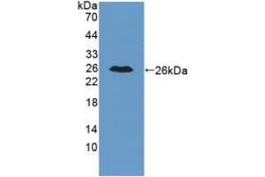 Western blot analysis of recombinant Mouse IL34. (IL-34 anticorps  (AA 21-235))