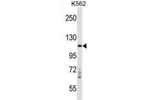 Western Blotting (WB) image for anti-Vacuolar Protein Sorting 11 Homolog (VPS11) antibody (ABIN2998786) (VPS11 anticorps)