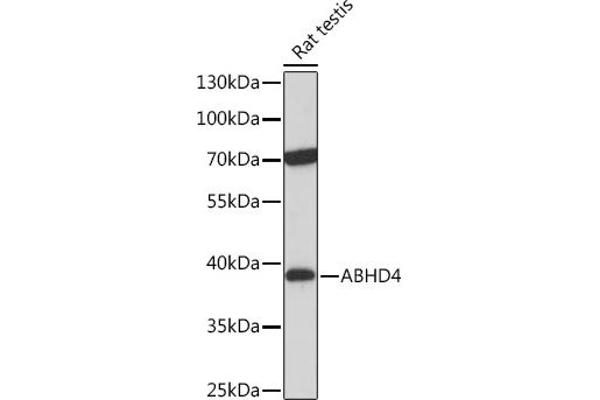 ABHD4 anticorps  (AA 223-342)