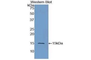 Western Blotting (WB) image for anti-Cystatin C (CST3) (AA 27-146) antibody (ABIN1077965) (CST3 anticorps  (AA 27-146))