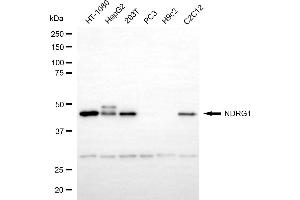 Western blotting analysis using NDRG1 antibody (ABIN7799536). (Recombinant NDRG1 anticorps)