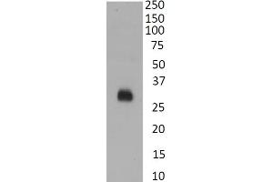 (ABIN7505828) Anti SARS-CoV2 RBD staining of recombinant RBD protein (1 μg/mL). (SARS-CoV-2 Spike anticorps  (RBD))