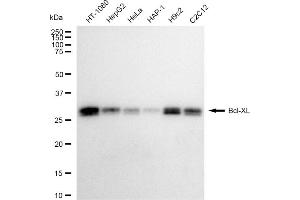 Western blotting analysis using Bcl-XL antibody (ABIN7797749).