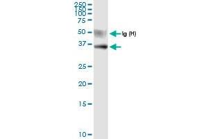 Immunoprecipitation of USP18 transfected lysate using anti-USP18 MaxPab rabbit polyclonal antibody and Protein A Magnetic Bead , and immunoblotted with USP18 MaxPab rabbit polyclonal antibody (D01) . (USP18 anticorps  (AA 1-372))