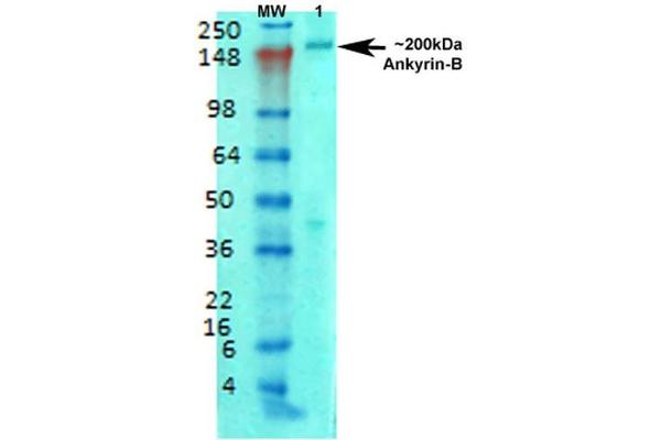 ANK2 anticorps  (AA 203-496) (FITC)