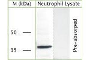 WB on human neutrophil lysate using Rabbit antibody to c-terminal of GAPDH (Glyceraldehyde 3 phosphate dehydrogenase): IgG (ABIN350328) at a concentration of 30 µg/ml.