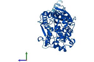 AlphaFold protein structure predicition of Mouse Recombinant Aadac Protein, UniprotID Q99PG0