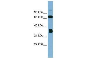 WB Suggested Anti-OSGEP Antibody Titration: 0. (OSGEP anticorps  (N-Term))