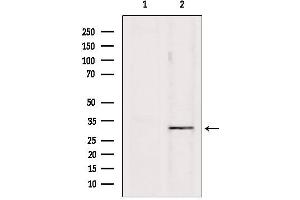Western blot analysis of extracts from Hela, using PD1 Antibody. (PD-1 anticorps  (Internal Region))