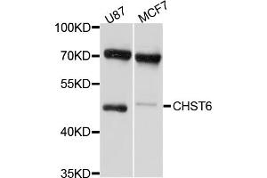 Western blot analysis of extracts of various cell lines, using CHST6 antibody (ABIN4903293) at 1:1000 dilution. (CHST6 anticorps)