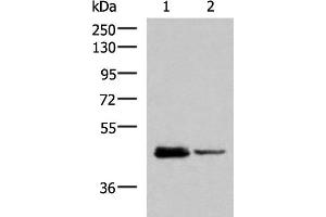 Western blot analysis of HL60 and Jurkat cell lysates using DDI2 Polyclonal Antibody at dilution of 1:800