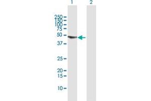 Western Blot analysis of UCKL1 expression in transfected 293T cell line by UCKL1 MaxPab polyclonal antibody.