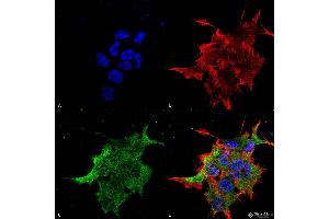 Immunocytochemistry/Immunofluorescence analysis using Mouse Anti-NALCN Monoclonal Antibody, Clone S187-7 . (NALCN anticorps  (AA 1659-1738) (HRP))