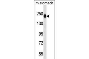 TNN Antibody (Center) (ABIN657541 and ABIN2846556) western blot analysis in mouse stomach tissue lysates (35 μg/lane). (Tenascin N anticorps  (AA 587-615))