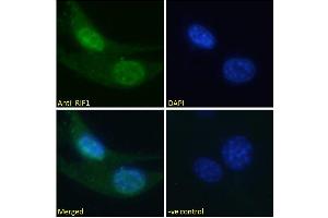 ABIN5539883 Immunofluorescence analysis of paraformaldehyde fixed U2OS cells, permeabilized with 0.