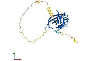 AlphaFold protein structure predicition of Mouse Recombinant Fgf11 Protein, UniprotID P70378