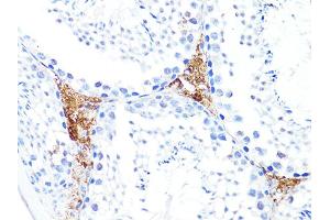 Immunohistochemistry of paraffin-embedded mouse testis using S100A10 antibody. (S100A10 anticorps)