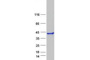 Validation with Western Blot (SEC13 Protein (Transcript Variant 1) (Myc-DYKDDDDK Tag))