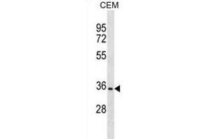 OR2A12 Antibody (C-term) (ABIN1881600 and ABIN2838648) western blot analysis in CEM cell line lysates (35 μg/lane). (OR2A12 anticorps  (C-Term))