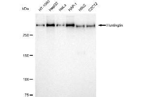 Western blotting analysis using Huntingtin antibody (ABIN7799005). (Recombinant Huntingtin anticorps)