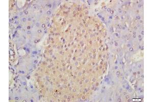 Formalin-fixed and paraffin embedded mouse pancreas labeled with Anti-Musashi 1/Msi1 Polyclonal Antibody, Unconjugated (ABIN1387744) at 1:200 followed by conjugation to the secondary antibody and DAB staining (Musashi 1/2 (AA 66-150) anticorps)