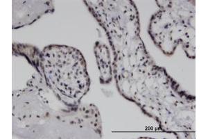Image no. 1 for anti-Interferon Induced with Helicase C Domain 1 (IFIH1) (AA 928-1024) antibody (ABIN599584) (IFIH1 anticorps  (AA 928-1024))