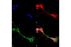 Immunocytochemistry/Immunofluorescence analysis using Mouse Anti-ASIC1 Monoclonal Antibody, Clone S271-44 (ABIN2483683).