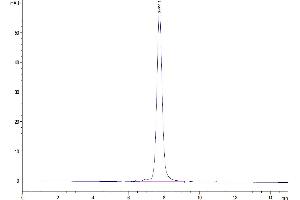 The purity of Human GDF15 is greater than 92 % as determined by SEC-HPLC. (GDF15 Protein (AA 197-308) (hFc Tag))