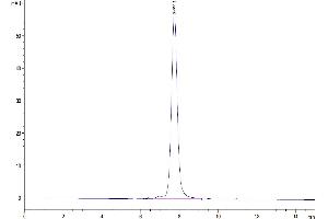 The purity of Human GDF15 is greater than 92 % as determined by SEC-HPLC. (GDF15 Protein (AA 197-308) (Fc Tag))