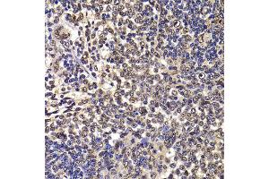 Immunohistochemistry of paraffin-embedded rat spleen using WBSCR22 antibody (ABIN5974419) at dilution of 1/100 (40x lens). (WBSCR22 anticorps)