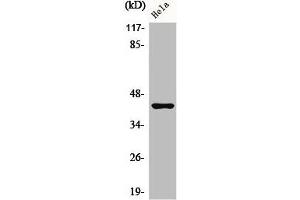 Western Blot analysis of HeLa cells using Phospho-Jun B (S259) Polyclonal Antibody (JunB anticorps  (pSer259))