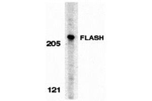 Western Blotting (WB) image for anti-CASP8 Associated Protein 2 (CASP8AP2) (C-Term) antibody (ABIN1030396) (FLASH anticorps  (C-Term))