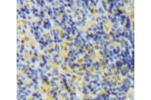IHC-P analysis of spleen tissue, with DAB staining. (LY75/DEC-205 anticorps  (AA 216-503))