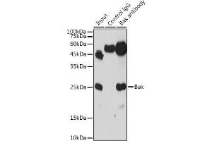 Immunoprecipitation analysis of 300 μg extracts of THP-1 cells using 3 μg Bak antibody (ABIN3020676, ABIN3020677, ABIN3020678 and ABIN6213662). (BAK1 anticorps  (AA 62-112))