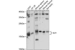 Western blot analysis of extracts of various cell lines, using IL31 antibody (ABIN7267997) at 1:1000 dilution. (IL-31 anticorps  (AA 24-164))