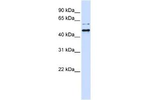 WB Suggested Anti-TUB Antibody Titration: 0. (TUB anticorps  (N-Term))