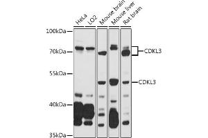 Western blot analysis of extracts of various cell lines, using CDKL3 antibody (ABIN7266612) at 1:1000 dilution.