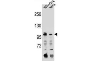 Western blot analysis using TFR2 Antibody (C-term) in NCI-H292, K562 cell line lysates (35ug/lane). (Transferrin Receptor 2 anticorps  (C-Term))