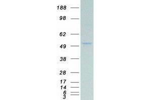 Validation with Western Blot