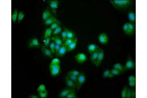 Immunofluorescence staining of HepG2 cells with ABIN7154765 at 1:100, counter-stained with DAPI.