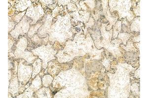 ANGPT4 Mouse Monoclonal Antibody at 1/100 staining rat lung tissue by IHC-P. (Angiopoietin 4 anticorps  (Internal Region))