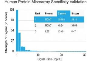 Analysis of HuProt(TM) microarray containing more than 19,000 full-length human proteins using MCM7 antibody (clone MCM7/1469). (MCM7 anticorps  (AA 195-319))