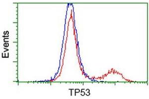 Image no. 1 for anti-Tumor Protein P53 (TP53) antibody (ABIN1499972)