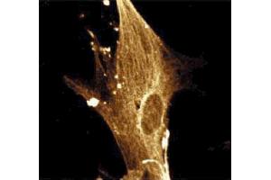 Immunofluorescence staining of WI-38 cells (Human lung fibroblasts, ATCC CCL-75). (KPNA2 anticorps  (AA 254-497))